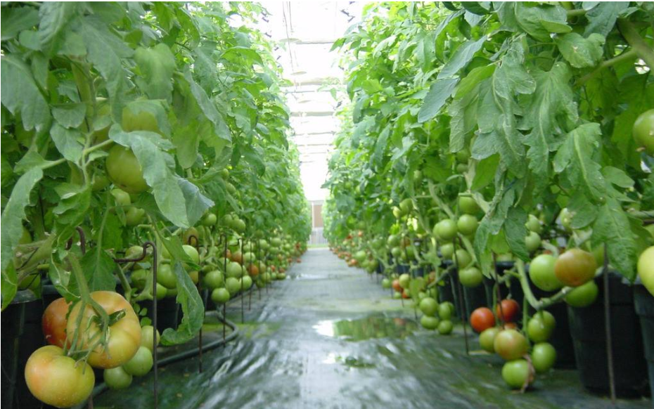 番茄施肥就用绿之洲水溶肥