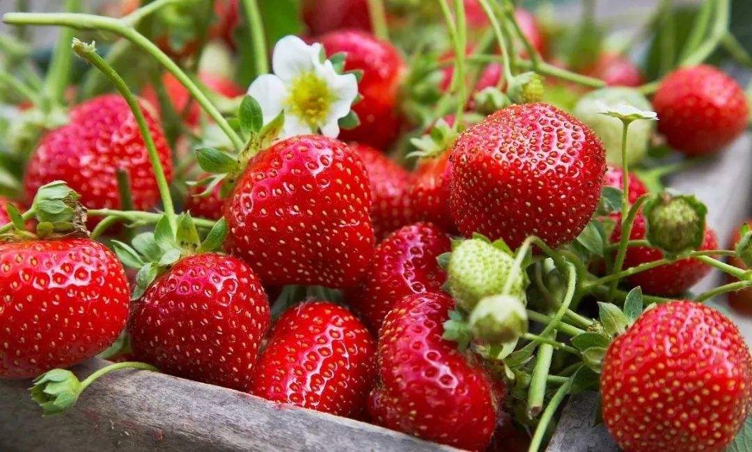 施好绿之洲水溶肥，草莓亩产突破6万元