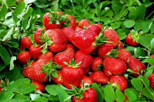 草莓移栽成活率95%？绿之洲合作伙伴张师傅是这么做的
