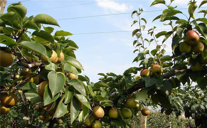 梨树秋施基肥用绿之洲水溶肥，果树质量提升、收入自然提高